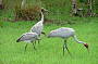 Family of brolgas on the Goorganga wetlands