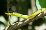 Green Tree Snake