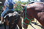 Hidden Valley Trail Ride Overnight Special