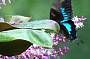 Ulysses Butterfly