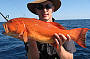 Coral Trout