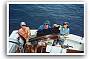 Sailfish