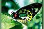 Cairns Birdwing Butterfly