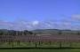A vineyard in the Barossa Valley