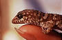 Desert wildlife - rare, remote and fascinating.