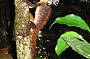Rainforest Dragon