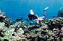A Day on LIZARD ISLAND