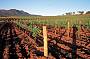 1 Day Hunter Valley Wine Tasting (XJ14)