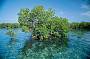 Mangroves and the coastline