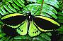Cairns Birdwing Butterfly