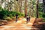 Giant Karri Forests