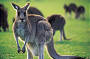 Kangaroo's on golf course