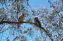kookaburras