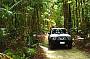 Drive through sub-tropical rainforest