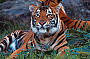 Tiger Island