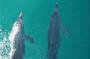 Dolphins!