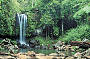 Daintree Wanderer