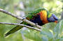 Tour 1  Rainforest Wildlife Tour (Was  Day/Night Rainforest and Wildlife Tour WAWT1-1)