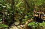 Wanggoolba Creek-Fraser Island