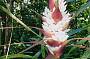 Dragon Heath - a Tasmanian Endemic