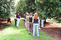 Tour the Macadamia Plantation.