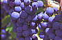Grapevines