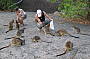 Wild Rock Wallabies