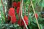Giner plant-Cairns Botanical Gardens