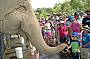 Elephant Feeding
