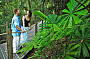 One Way Skyrail Rainforest Cableway Experience [from Skyrail's Caravonica Terminal]