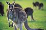1 Day Penguins, Koalas and Kangaroos (XK10)