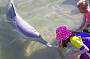 Feeding Mystique the Wild Dolphin