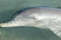 Dolphin at Monkey Mia