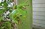 Green tree frog
