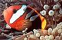 Hello Nemo - Great Barrier Reef