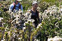 Walk through the wildflowers