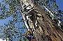 Gloucester Tree