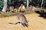 Feeding the kangaroos