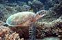 Green Turtles are a common sight