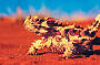 Thorny Devil