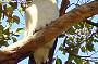 Kookaburra Friends