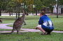 See the WIld Kangaroos. FREE Tour