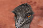 3 Day Flinders Ranges & Outback (Deluxe- Ensuite twin share)