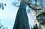 The Octopus Tree