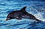 Dolphin Cruise Jervis Bay