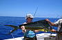 Mahi Mahi (Dolphin Fish)