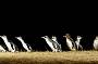 Little Penguins