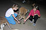 Kangaroo Feeding