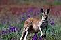 Kangaroo Wildlife