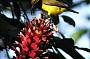 Male Yellow-bellied Sunbird